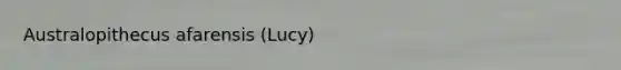 Australopithecus afarensis (Lucy)