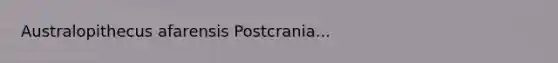 Australopithecus afarensis Postcrania...