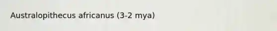 Australopithecus africanus (3-2 mya)