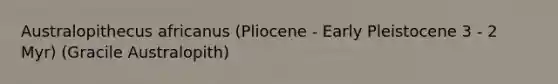 Australopithecus africanus (Pliocene - Early Pleistocene 3 - 2 Myr) (Gracile Australopith)