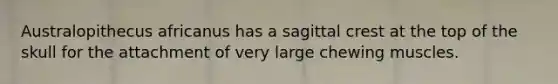 Australopithecus africanus has a sagittal crest at the top of the skull for the attachment of very large chewing muscles.