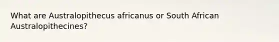 What are Australopithecus africanus or South African Australopithecines?