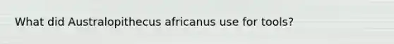 What did Australopithecus africanus use for tools?