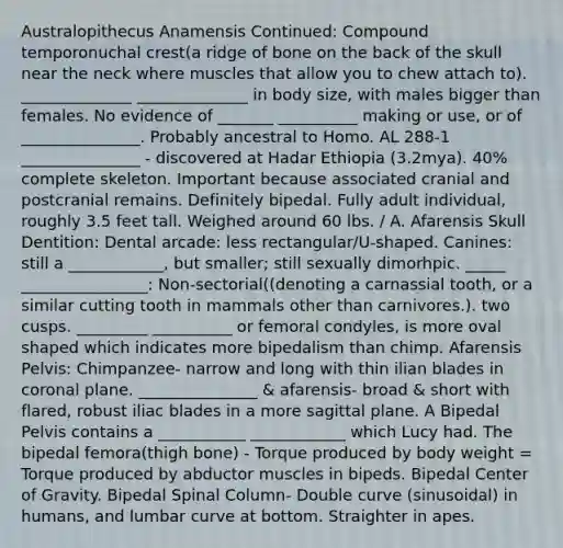 Australopithecus Anamensis Continued: Compound temporonuchal crest(a ridge of bone on the back of the skull near the neck where muscles that allow you to chew attach to). ______________ ______________ in body size, with males bigger than females. No evidence of _______ __________ making or use, or of _______________. Probably ancestral to Homo. AL 288-1 _______________ - discovered at Hadar Ethiopia (3.2mya). 40% complete skeleton. Important because associated cranial and postcranial remains. Definitely bipedal. Fully adult individual, roughly 3.5 feet tall. Weighed around 60 lbs. / A. Afarensis Skull Dentition: Dental arcade: less rectangular/U-shaped. Canines: still a ____________, but smaller; still sexually dimorhpic. _____ ________________: Non-sectorial((denoting a carnassial tooth, or a similar cutting tooth in mammals other than carnivores.). two cusps. _________ __________ or femoral condyles, is more <a href='https://www.questionai.com/knowledge/k8SnszQ8XM-oval-shape' class='anchor-knowledge'>oval shape</a>d which indicates more bipedalism than chimp. Afarensis Pelvis: Chimpanzee- narrow and long with thin ilian blades in coronal plane. _______________ & afarensis- broad & short with flared, robust iliac blades in a more sagittal plane. A Bipedal Pelvis contains a ___________ ____________ which Lucy had. The bipedal femora(thigh bone) - Torque produced by body weight = Torque produced by abductor muscles in bipeds. Bipedal Center of Gravity. Bipedal Spinal Column- Double curve (sinusoidal) in humans, and lumbar curve at bottom. Straighter in apes.