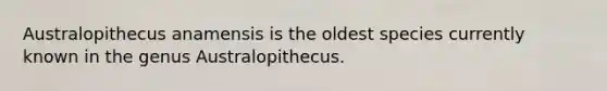 Australopithecus anamensis is the oldest species currently known in the genus Australopithecus.