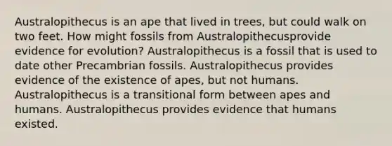 Australopithecus is an ape that lived in trees, but could walk on two feet. How might fossils from Australopithecusprovide evidence for evolution? Australopithecus is a fossil that is used to date other Precambrian fossils. Australopithecus provides evidence of the existence of apes, but not humans. Australopithecus is a transitional form between apes and humans. Australopithecus provides evidence that humans existed.