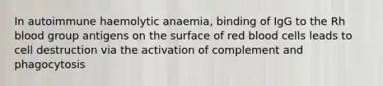 In autoimmune haemolytic anaemia, binding of IgG to the Rh blood group antigens on the surface of red blood cells leads to cell destruction via the activation of complement and phagocytosis