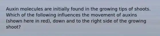 Auxin molecules are initially found in the growing tips of shoots. Which of the following influences the movement of auxins (shown here in red), down and to the right side of the growing shoot?