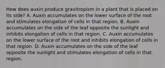 How does auxin produce gravitropism in a plant that is placed on its side? A. Auxin accumulates on the lower surface of the root and stimulates elongation of cells in that region. B. Auxin accumulates on the side of the leaf opposite the sunlight and inhibits elongation of cells in that region. C. Auxin accumulates on the lower surface of the root and inhibits elongation of cells in that region. D. Auxin accumulates on the side of the leaf opposite the sunlight and stimulates elongation of cells in that region.