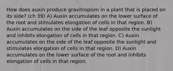 How does auxin produce gravitropism in a plant that is placed on its side? (ch 39) A) Auxin accumulates on the lower surface of the root and stimulates elongation of cells in that region. B) Auxin accumulates on the side of the leaf opposite the sunlight and inhibits elongation of cells in that region. C) Auxin accumulates on the side of the leaf opposite the sunlight and stimulates elongation of cells in that region. D) Auxin accumulates on the lower surface of the root and inhibits elongation of cells in that region.