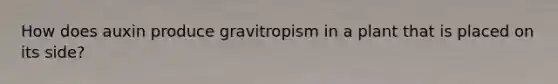 How does auxin produce gravitropism in a plant that is placed on its side?