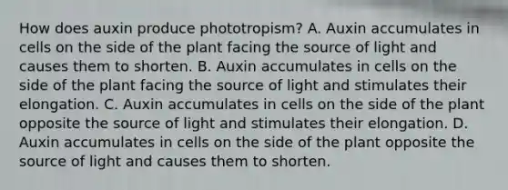 How does auxin produce phototropism? A. Auxin accumulates in cells on the side of the plant facing the source of light and causes them to shorten. B. Auxin accumulates in cells on the side of the plant facing the source of light and stimulates their elongation. C. Auxin accumulates in cells on the side of the plant opposite the source of light and stimulates their elongation. D. Auxin accumulates in cells on the side of the plant opposite the source of light and causes them to shorten.