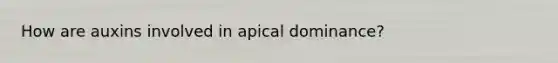 How are auxins involved in apical dominance?