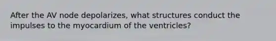 After the AV node depolarizes, what structures conduct the impulses to the myocardium of the ventricles?