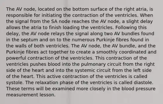 The AV node, located on the bottom surface of the right atria, is responsible for initiating the contraction of the ventricles. When the signal from the SA node reaches the AV node, a slight delay allows the atria to finish loading the ventricles. Following this delay, the AV node relays the signal along two AV bundles found in the septum and on to the numerous Purkinje fibres found in the walls of both ventricles. The AV node, the AV bundle, and the Purkinje fibres act together to create a smoothly coordinated and powerful contraction of the ventricles. This contraction of the ventricles pushes blood into the pulmonary circuit from the right side of the heart and into the systemic circuit from the left side of the heart. This active contraction of the ventricles is called systole. The relaxation phase of the ventricles is called diastole. These terms will be examined more closely in the blood pressure measurement lesson.