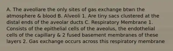 A. The aveoliare the only sites of gas exchange btwn the atmosphere & blood B. Alveoli 1. Are tiny sacs clustered at the distal ends of the aveolar ducts C. Respiratory Membrane 1. Consists of the epithelial cells of the aveolus, the endothelial cells of the capillary & 2 fused basement membranes of these layers 2. Gas exchange occurs across this respiratory membrane