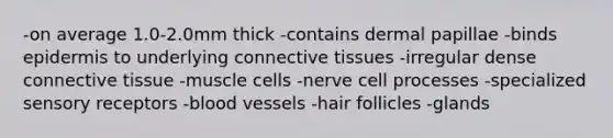 -on average 1.0-2.0mm thick -contains dermal papillae -binds epidermis to underlying <a href='https://www.questionai.com/knowledge/kYDr0DHyc8-connective-tissue' class='anchor-knowledge'>connective tissue</a>s -irregular dense connective tissue -muscle cells -nerve cell processes -specialized <a href='https://www.questionai.com/knowledge/kZxhe8RZQ3-sensory-receptors' class='anchor-knowledge'>sensory receptors</a> -blood vessels -hair follicles -glands