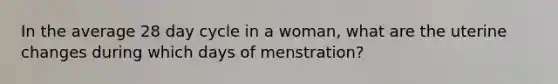 In the average 28 day cycle in a woman, what are the uterine changes during which days of menstration?