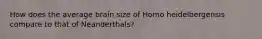 How does the average brain size of Homo heidelbergensis compare to that of Neanderthals?