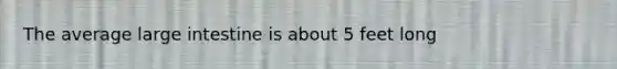 The average large intestine is about 5 feet long