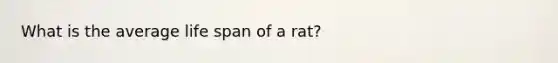 What is the average life span of a rat?