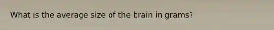 What is the average size of the brain in grams?