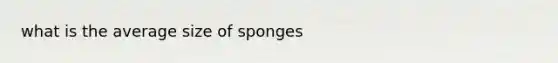 what is the average size of sponges