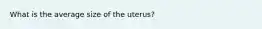 What is the average size of the uterus?