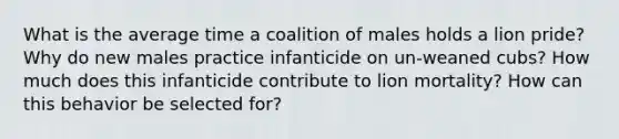 What is the average time a coalition of males holds a lion pride? Why do new males practice infanticide on un-weaned cubs? How much does this infanticide contribute to lion mortality? How can this behavior be selected for?