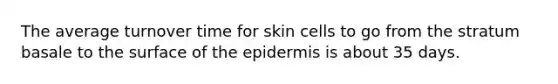 The average turnover time for skin cells to go from the stratum basale to the surface of the epidermis is about 35 days.