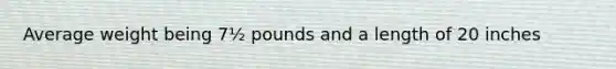 Average weight being 7½ pounds and a length of 20 inches