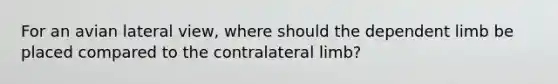 For an avian lateral view, where should the dependent limb be placed compared to the contralateral limb?