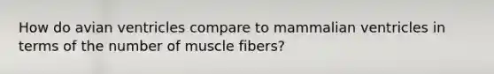 How do avian ventricles compare to mammalian ventricles in terms of the number of muscle fibers?