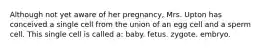 Although not yet aware of her pregnancy, Mrs. Upton has conceived a single cell from the union of an egg cell and a sperm cell. This single cell is called a: baby. fetus. zygote. embryo.