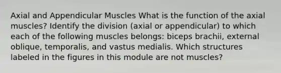 Axial and Appendicular Muscles What is the function of the axial muscles? Identify the division (axial or appendicular) to which each of the following muscles belongs: biceps brachii, external oblique, temporalis, and vastus medialis. Which structures labeled in the figures in this module are not muscles?