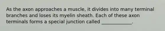 As the axon approaches a muscle, it divides into many terminal branches and loses its myelin sheath. Each of these axon terminals forms a special junction called _____________.