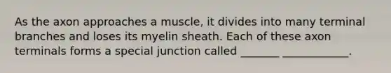 As the axon approaches a muscle, it divides into many terminal branches and loses its myelin sheath. Each of these axon terminals forms a special junction called _______ ____________.