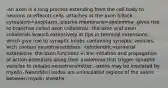 -an axon is a long process extending from the cell body to neurons or effecotr cells -attaches at the axon hillock -cytoplasm=axoplasm, plasma membrane=axolemma -gives rise to branches called axon collaterals -the axon and axon collaterals branch extensively at tips in terminal extensions, which give rise to synaptic knobs containing synaptic vesicles, wich contain neurotransmitters. -telodendric=terminal extensions -the axon functions in the initiation and propagation of action potentials along their axolemma that trigger synaptic vesicles to release neurotransmitter. -axons may be insulated by myelin. Neurofibril nodes are uninsulated regions of the axons between myelin sheaths.