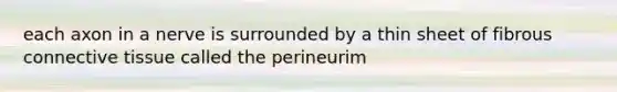 each axon in a nerve is surrounded by a thin sheet of fibrous connective tissue called the perineurim