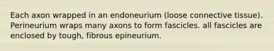 Each axon wrapped in an endoneurium (loose connective tissue). Perineurium wraps many axons to form fascicles. all fascicles are enclosed by tough, fibrous epineurium.