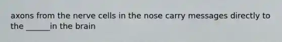 axons from the nerve cells in the nose carry messages directly to the ______in the brain