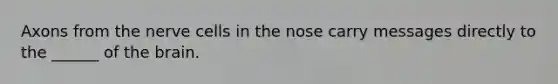 Axons from the nerve cells in the nose carry messages directly to the ______ of the brain.