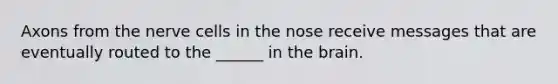 Axons from the nerve cells in the nose receive messages that are eventually routed to the ______ in <a href='https://www.questionai.com/knowledge/kLMtJeqKp6-the-brain' class='anchor-knowledge'>the brain</a>.