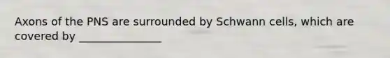 Axons of the PNS are surrounded by Schwann cells, which are covered by _______________