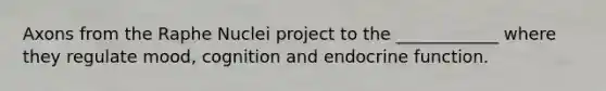 Axons from the Raphe Nuclei project to the ____________ where they regulate mood, cognition and endocrine function.