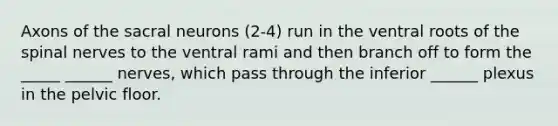 Axons of the sacral neurons (2-4) run in the ventral roots of the <a href='https://www.questionai.com/knowledge/kyBL1dWgAx-spinal-nerves' class='anchor-knowledge'>spinal nerves</a> to the ventral rami and then branch off to form the _____ ______ nerves, which pass through the inferior ______ plexus in the pelvic floor.