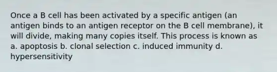 Once a B cell has been activated by a specific antigen (an antigen binds to an antigen receptor on the B cell membrane), it will divide, making many copies itself. This process is known as a. apoptosis b. clonal selection c. induced immunity d. hypersensitivity