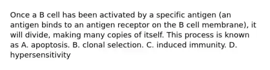 Once a B cell has been activated by a specific antigen (an antigen binds to an antigen receptor on the B cell membrane), it will divide, making many copies of itself. This process is known as A. apoptosis. B. clonal selection. C. induced immunity. D. hypersensitivity