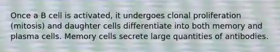 Once a B cell is activated, it undergoes clonal proliferation (mitosis) and daughter cells differentiate into both memory and plasma cells. Memory cells secrete large quantities of antibodies.