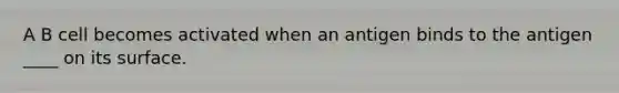 A B cell becomes activated when an antigen binds to the antigen ____ on its surface.